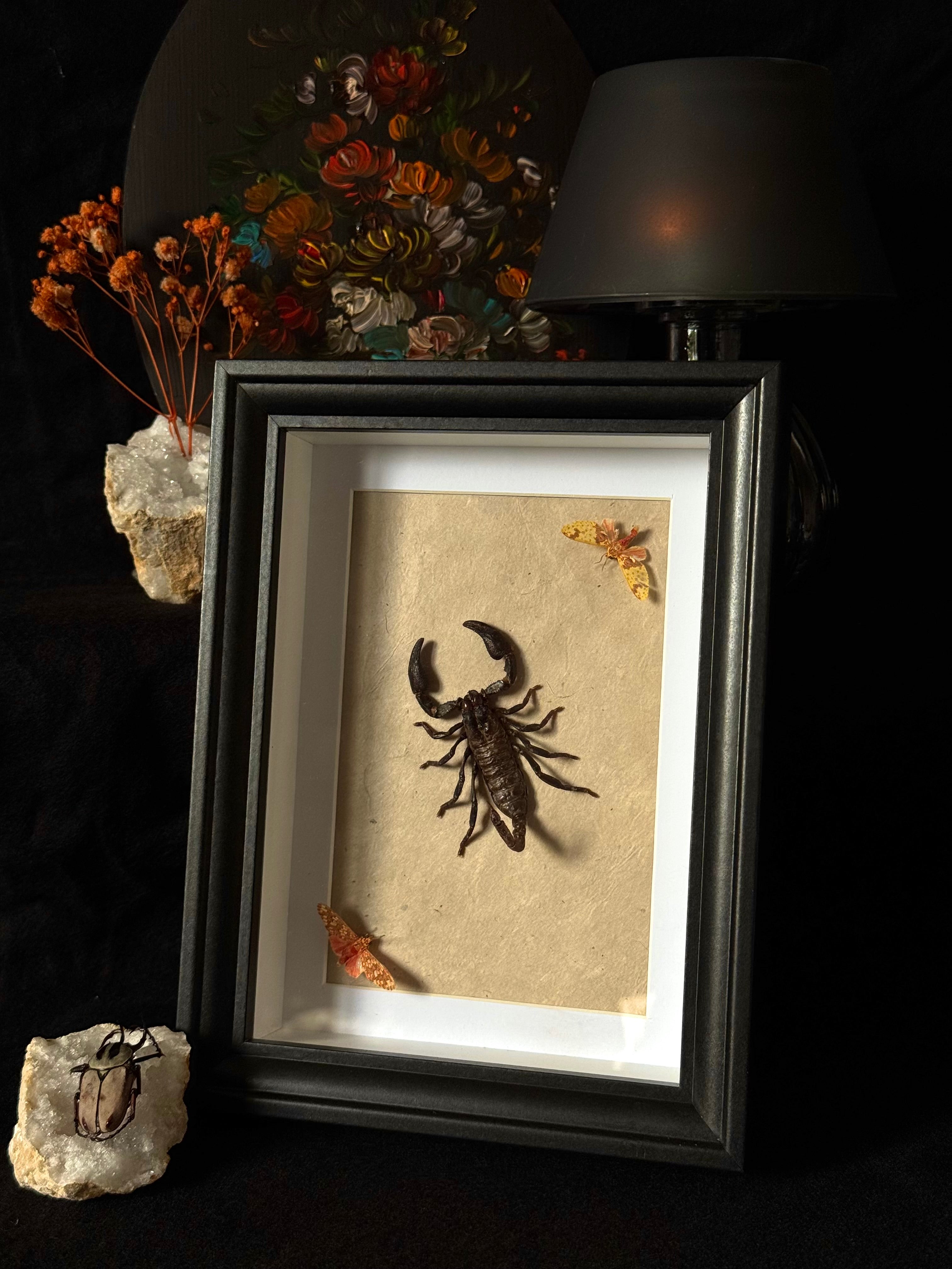 Cadre entomologique - Scorpion