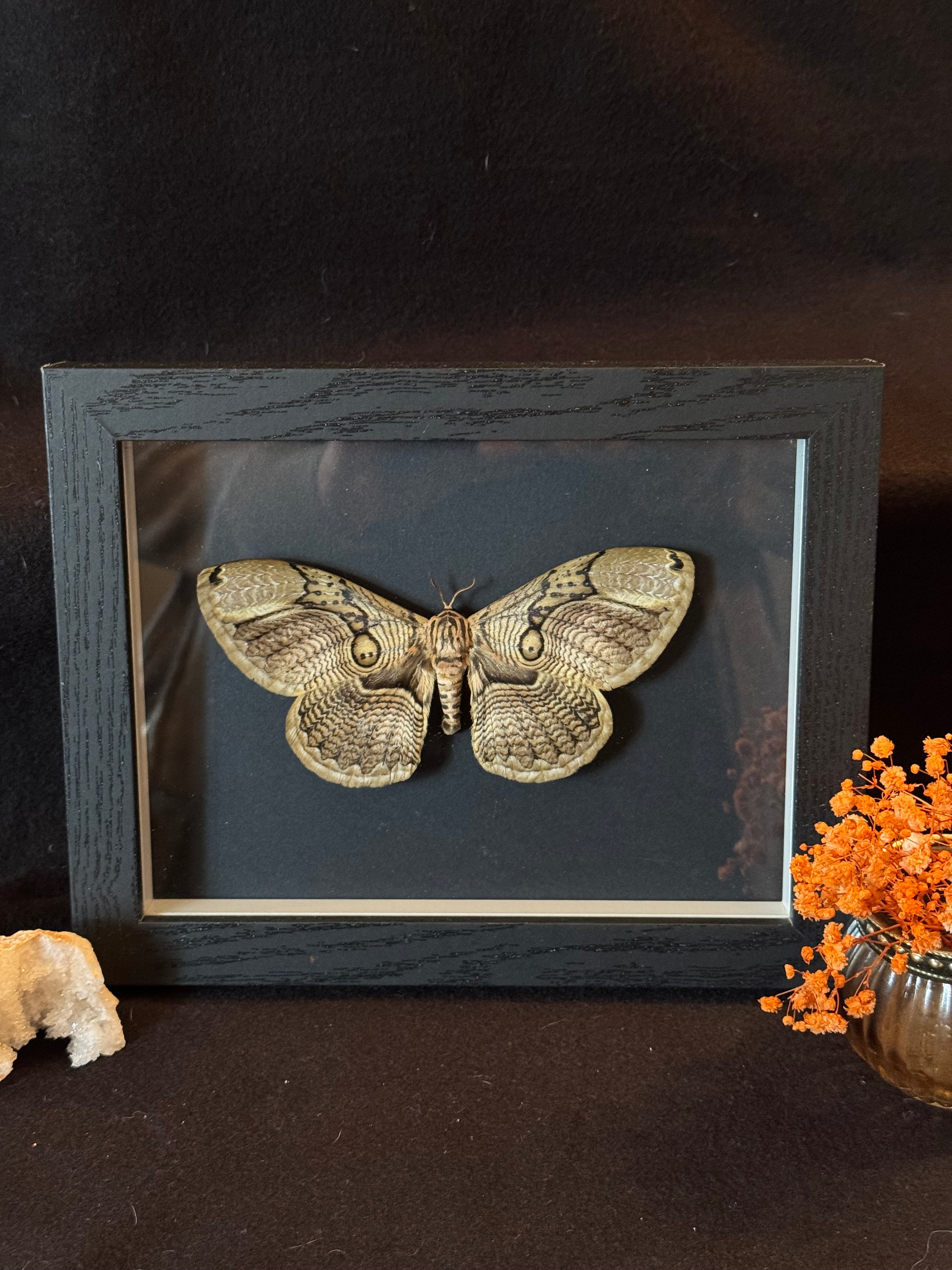 Cadre entomologique - Papilllon Brahmaea hearseyi