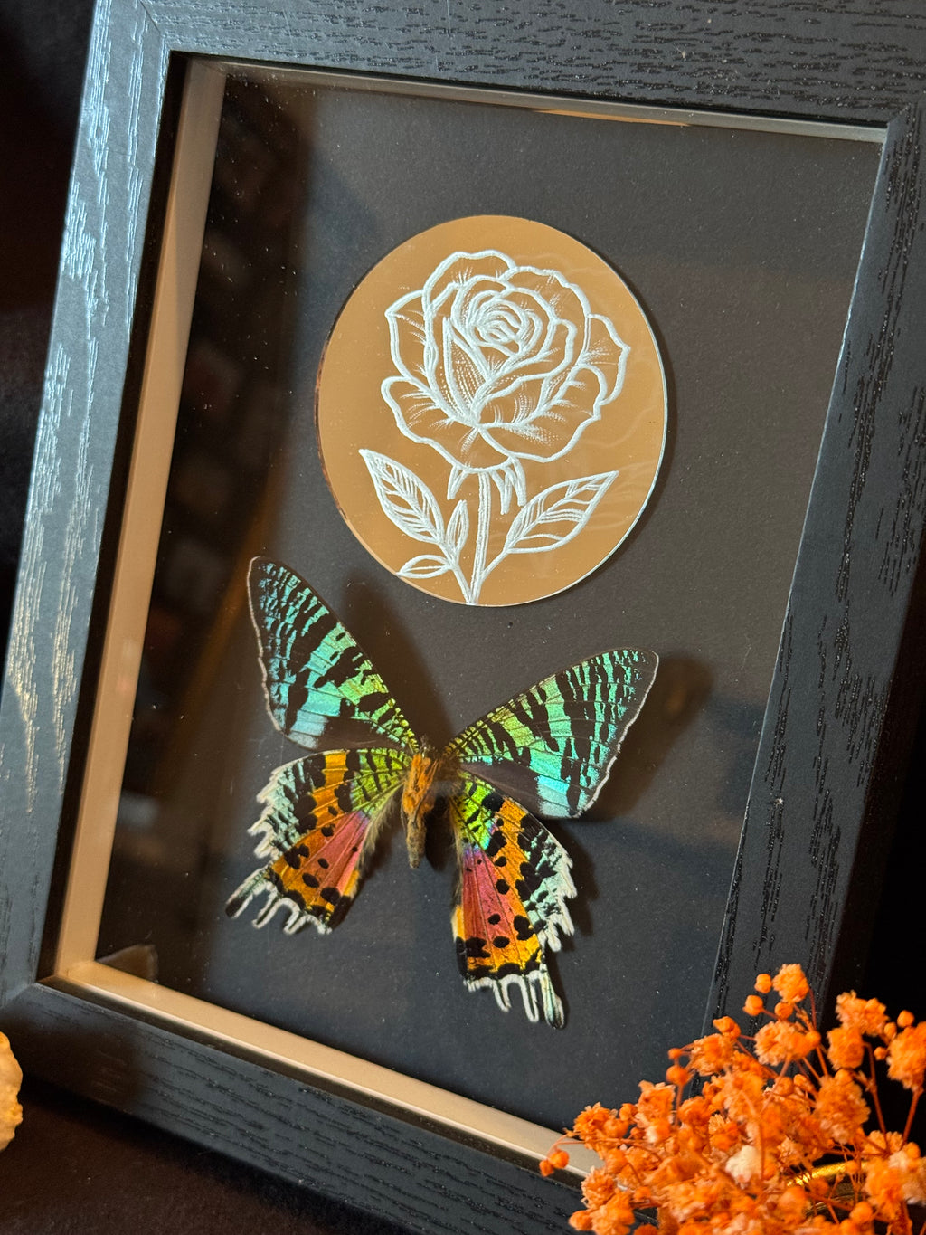 Cadre entomologique - Urania et miroir