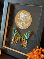 Cadre entomologique - Urania et miroir