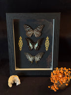 Cadre entomologique - Trio