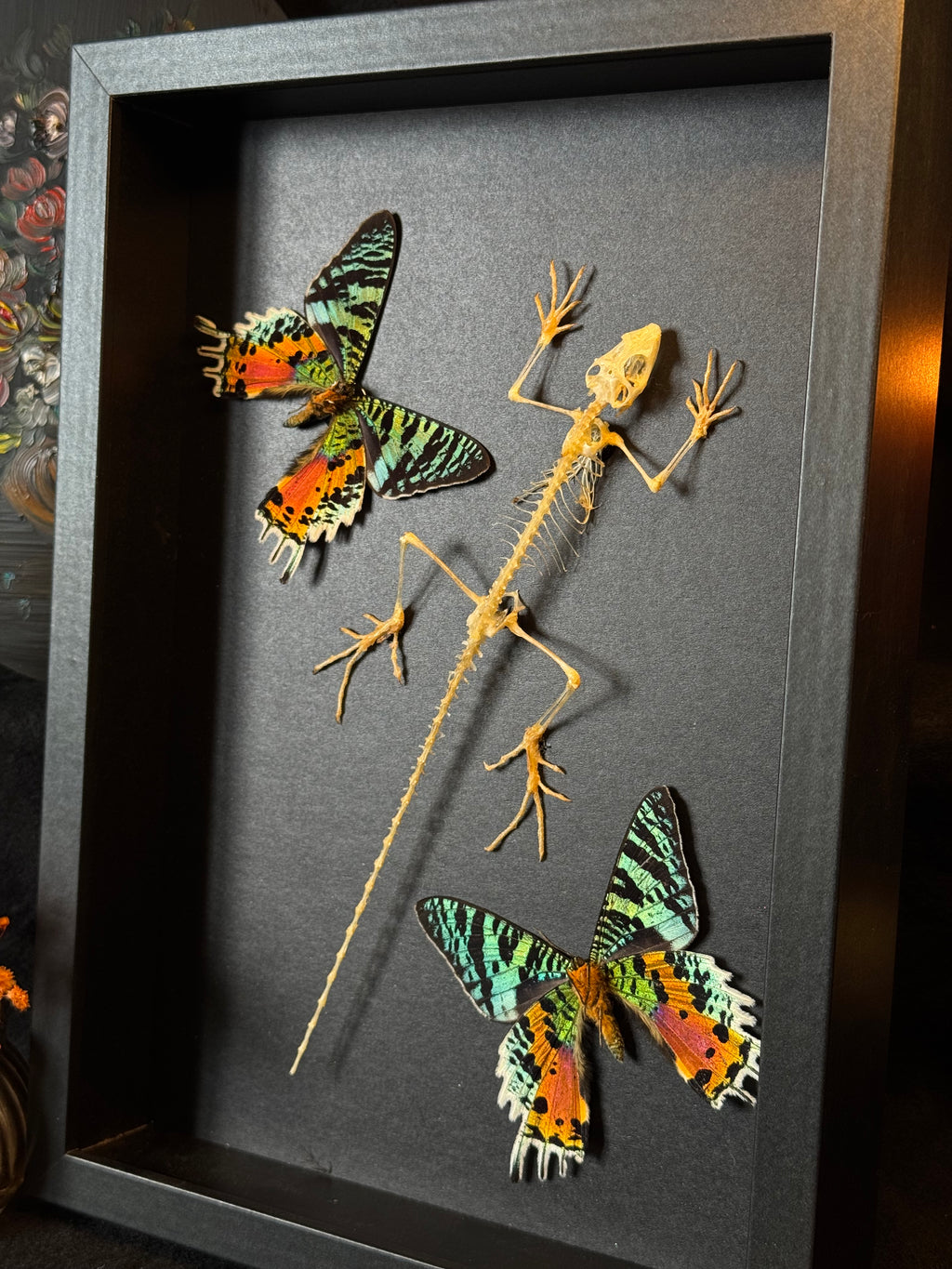 Cadre entomologique - Urania et Lézard