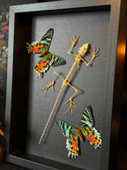 Cadre entomologique - Urania et Lézard