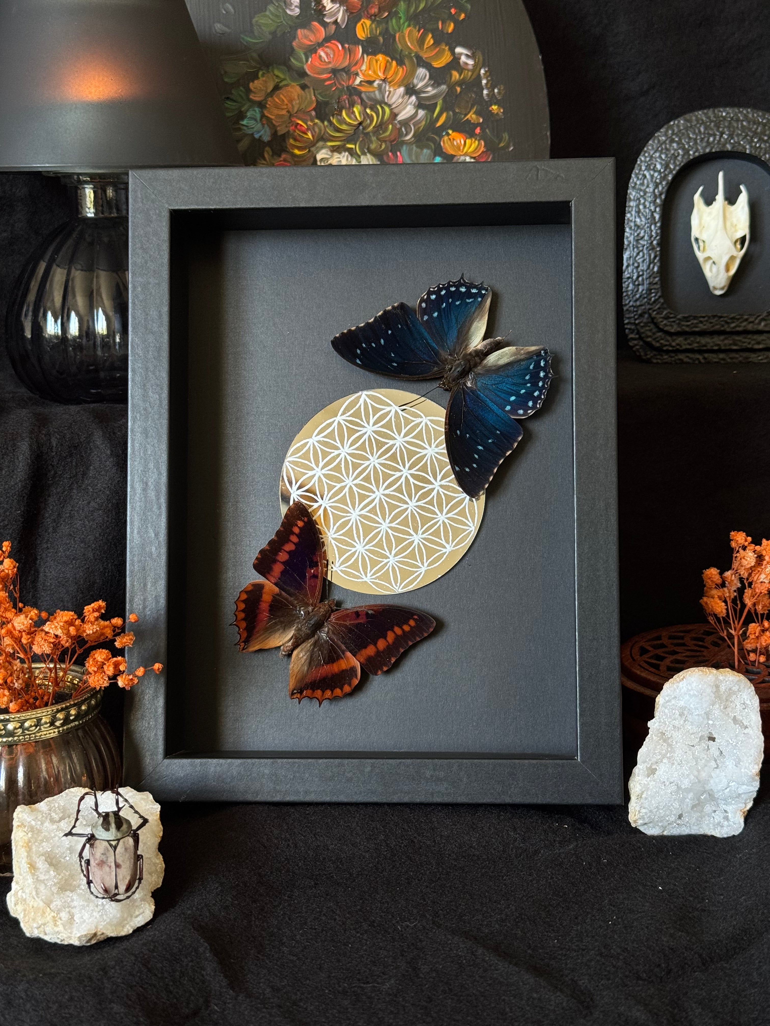 Cadre entomologique - DUO charaxes et miroir