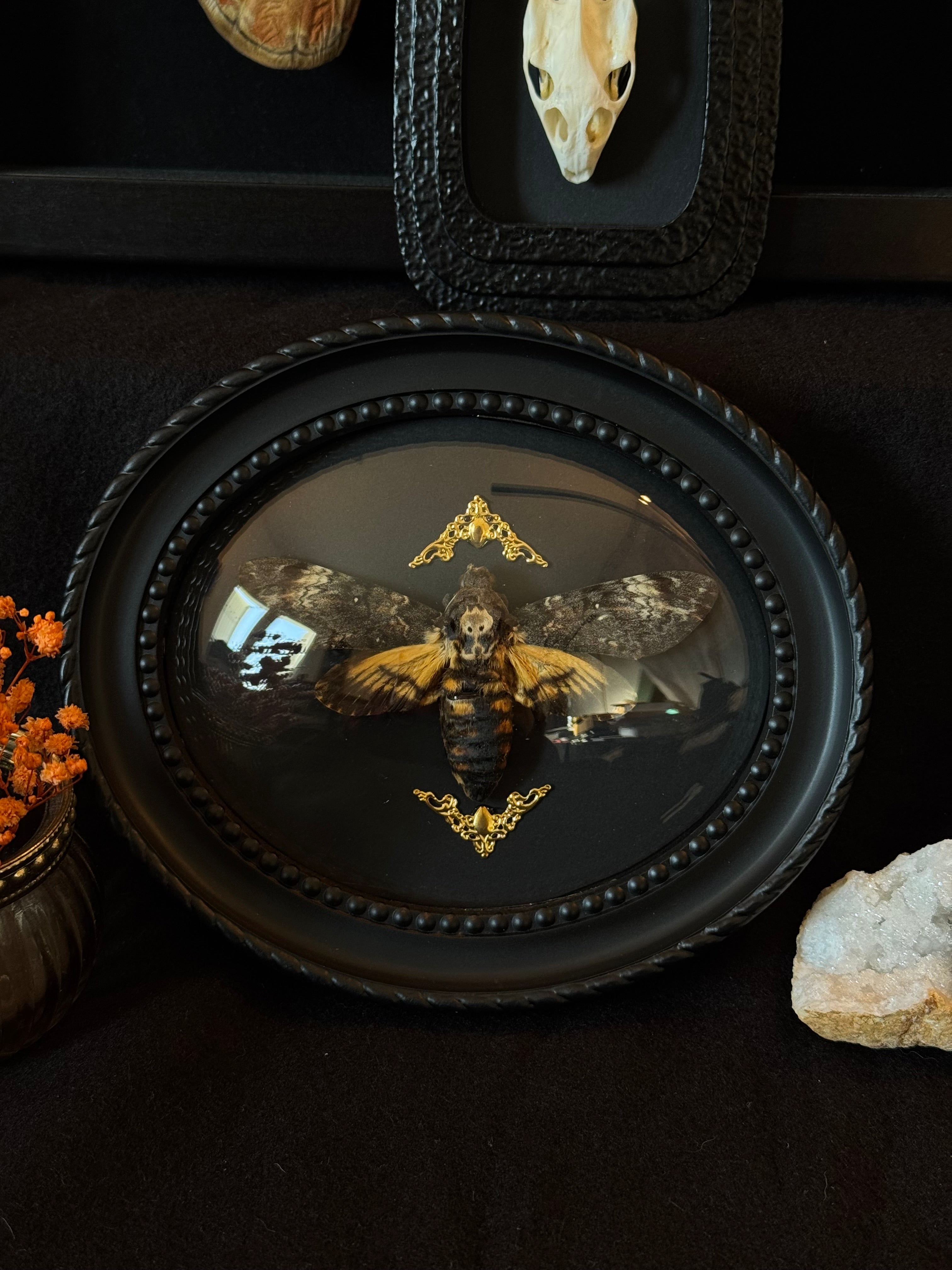 Cadre entomologique -Sphinx tête de mort