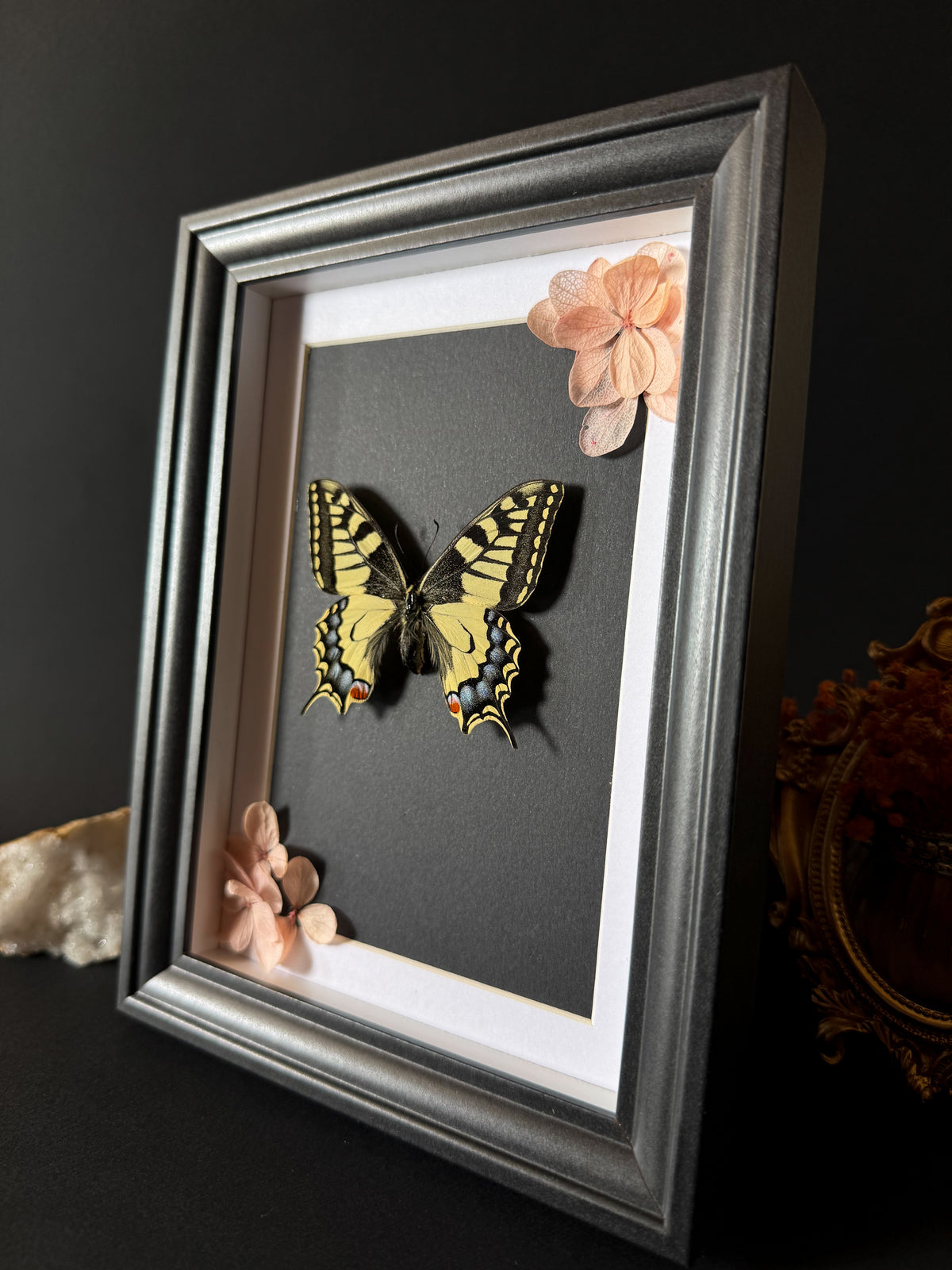 Cadre entomologique - Papilio Machaon