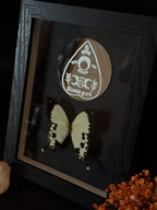 Cadre entomologique - papilio dardanus et miroir