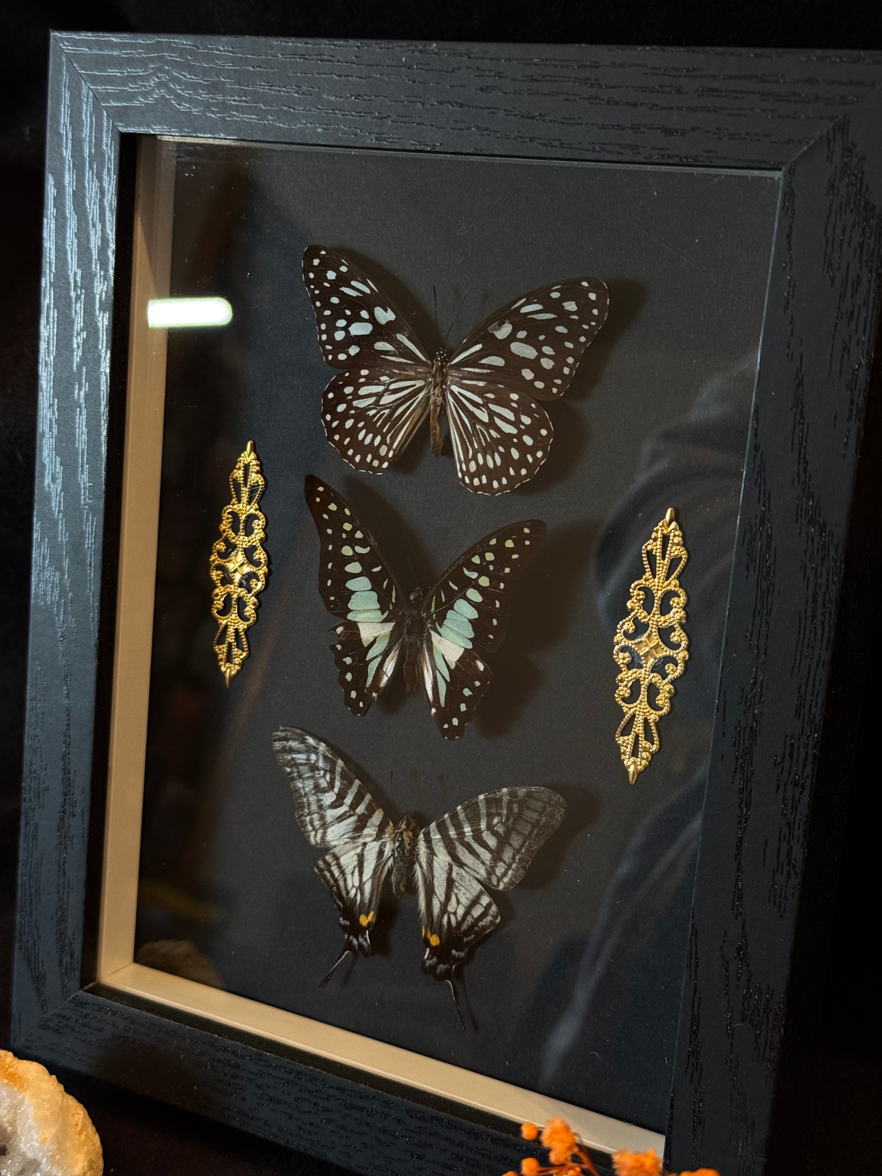 Cadre entomologique - Trio