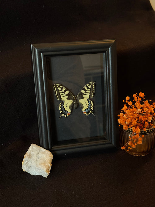 Cadre entomologique - papilio Machaon