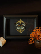 Cadre entomologique - papillon Erasmia Pulchella