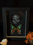 Cadre entomologique - Urania et miroir