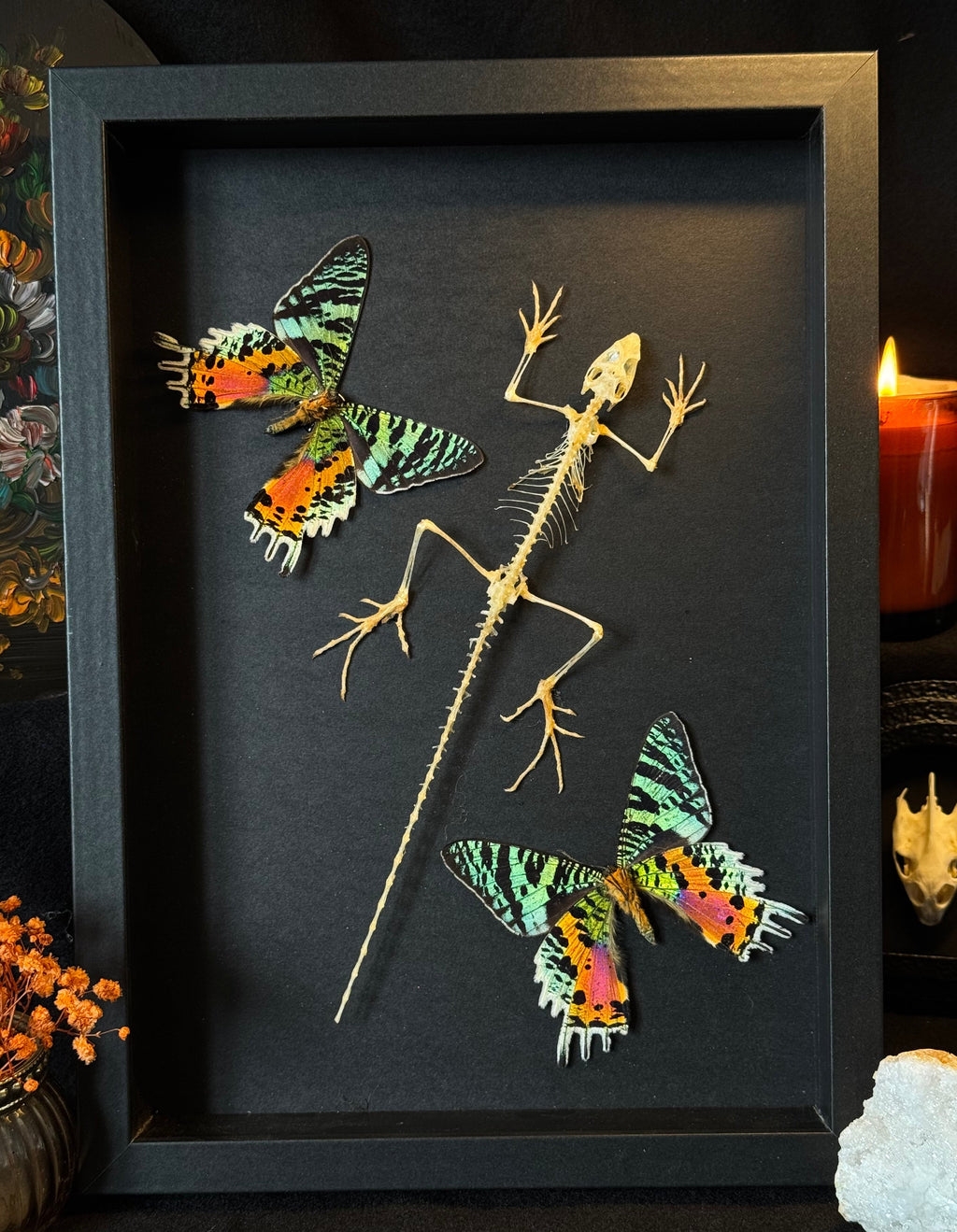 Cadre entomologique - Urania et Lézard