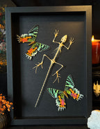 Cadre entomologique - Urania et Lézard