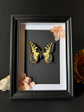 Cadre entomologique - Papilio Machaon