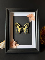 Cadre entomologique - Papilio Machaon