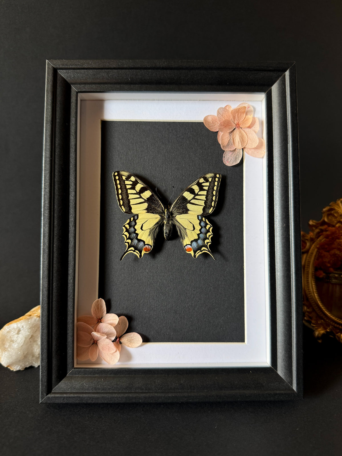 Cadre entomologique - Papilio Machaon