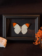 Cadre entomologique - Papillon Hebomoia Glaucippe