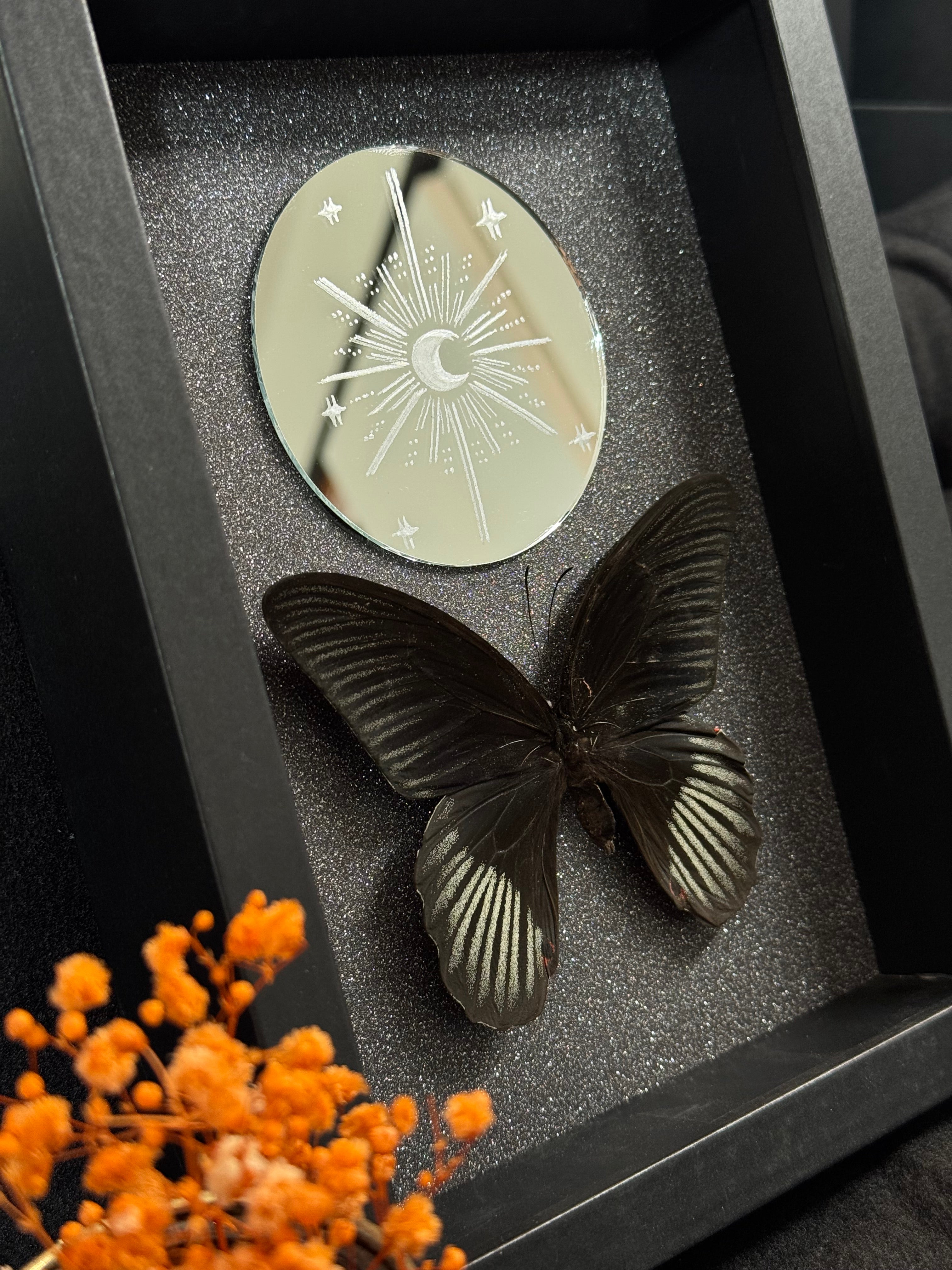 Cadre entomologique - DUO PAPILIO MIROIR LUNE