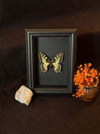 Cadre entomologique - papilio Machaon