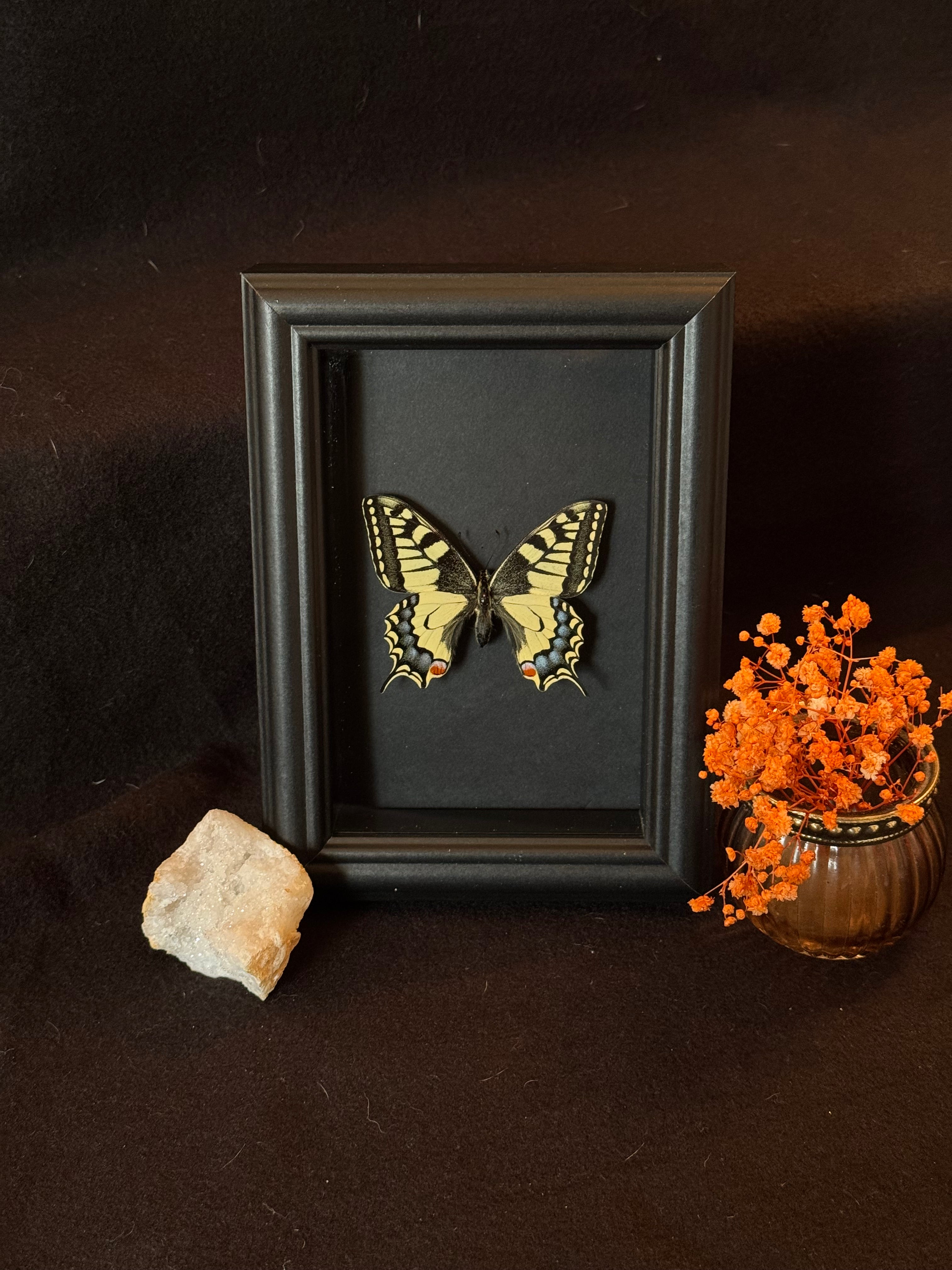 Cadre entomologique - papilio Machaon