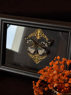 Cadre entomologique - papillon Erasmia Pulchella