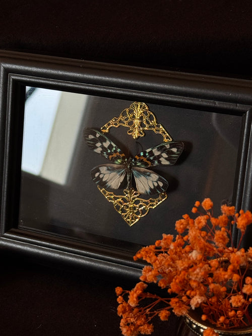 Cadre entomologique - papillon Erasmia Pulchella