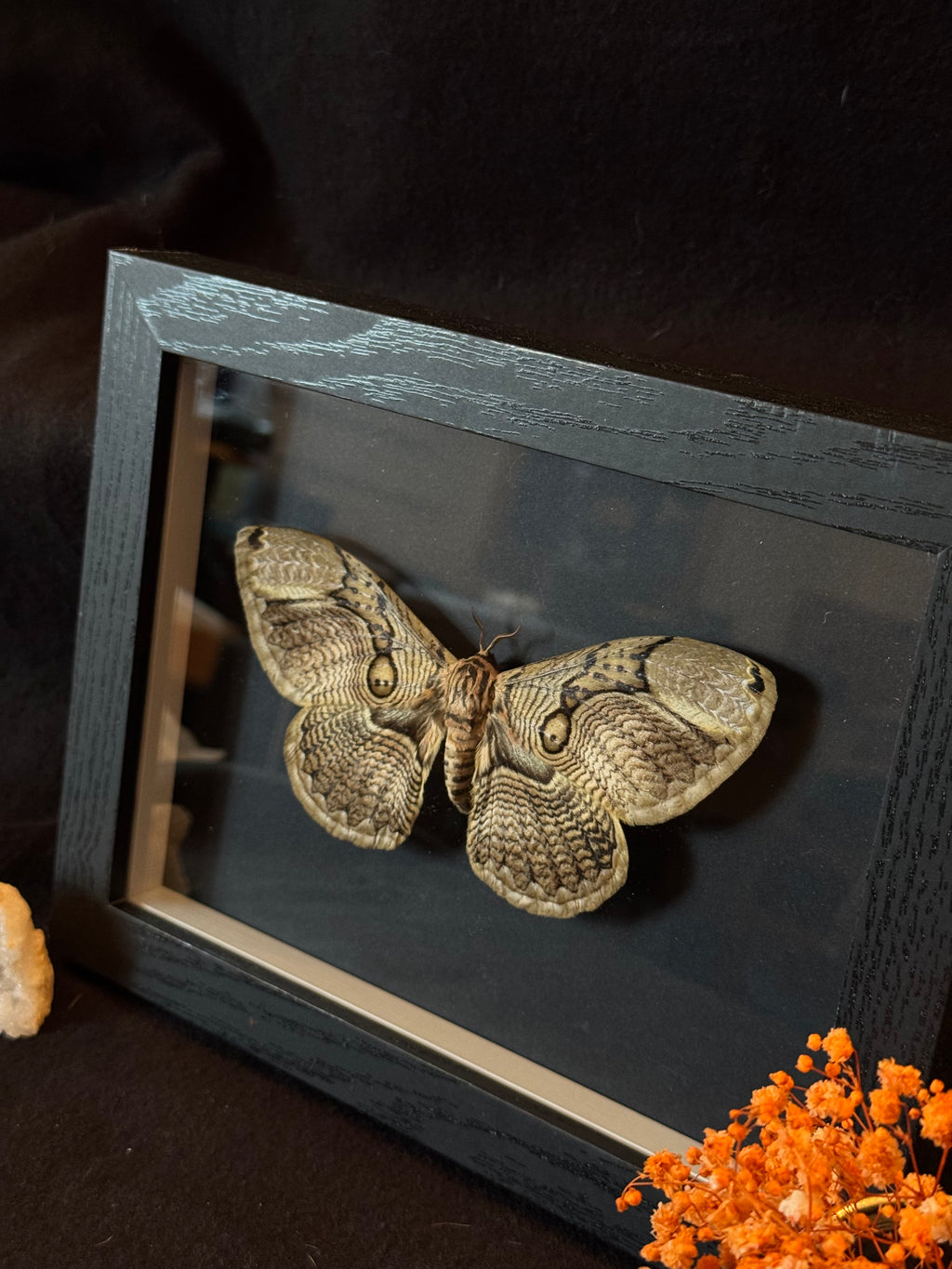 Cadre entomologique - Papilllon Brahmaea hearseyi