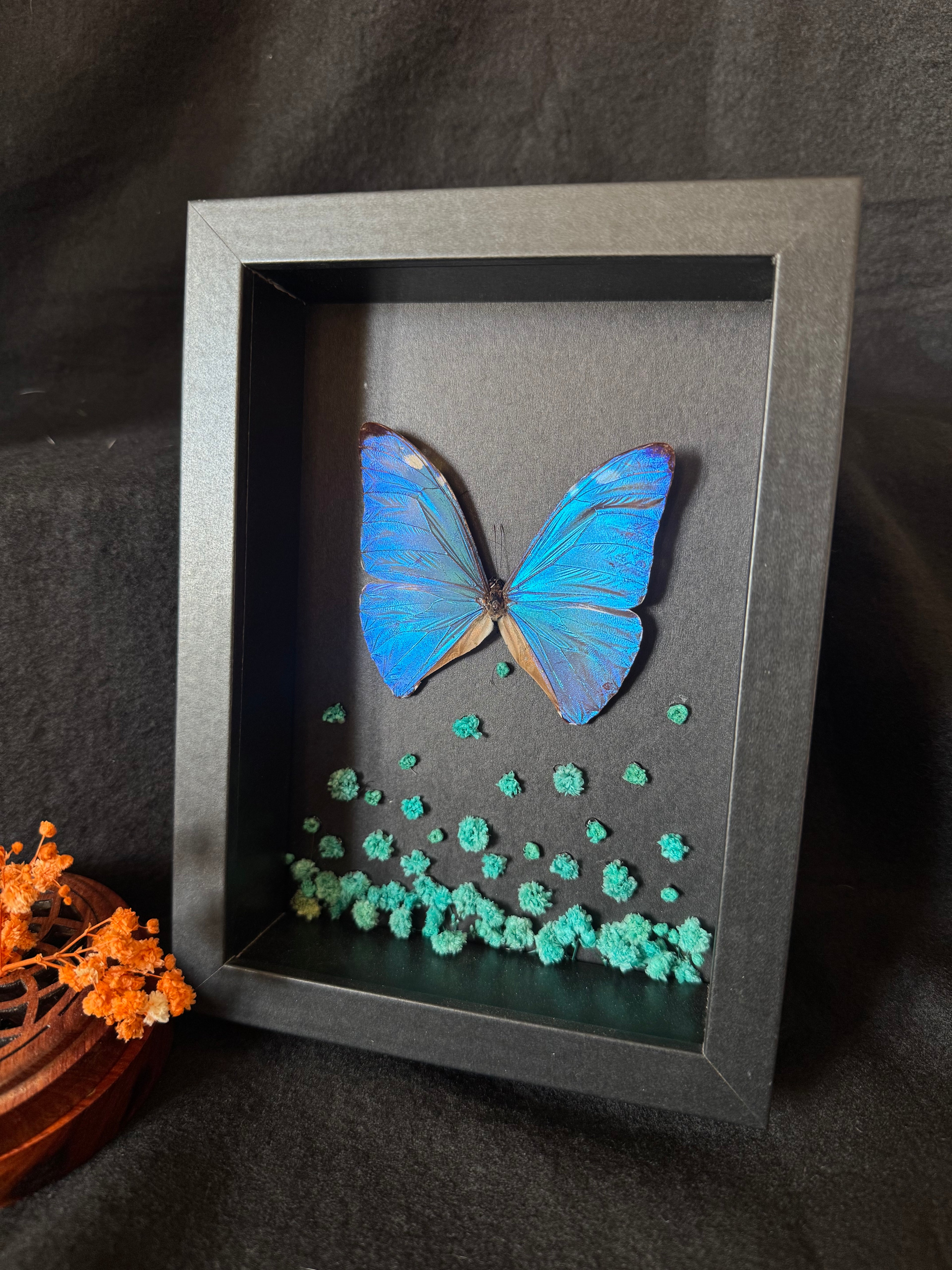 Cadre entomologique - papillon Morpho Marcus