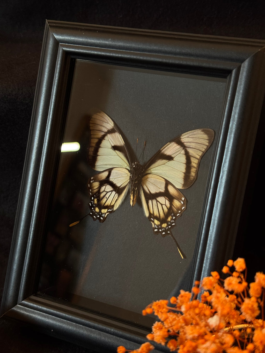 Cadre entomologique - Papillon Eurytides dolicaon