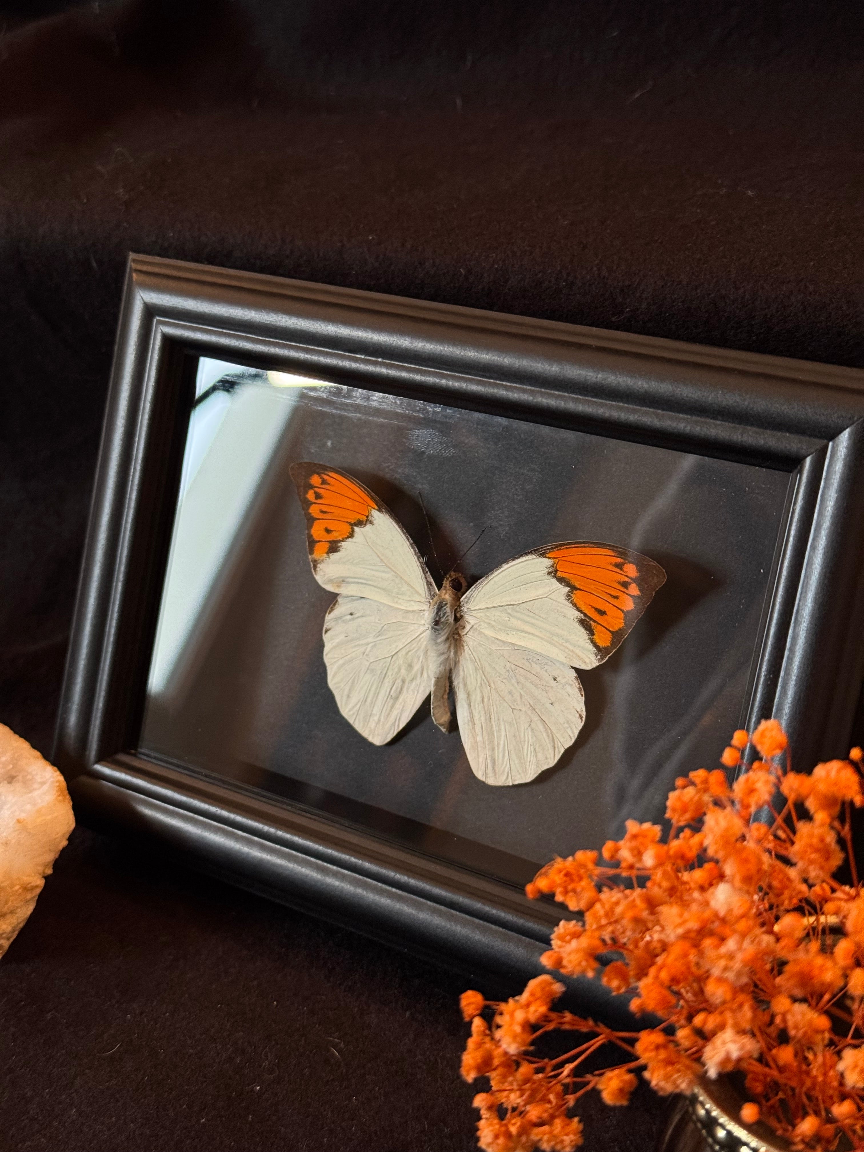 Cadre entomologique - Papillon Hebomoia Glaucippe