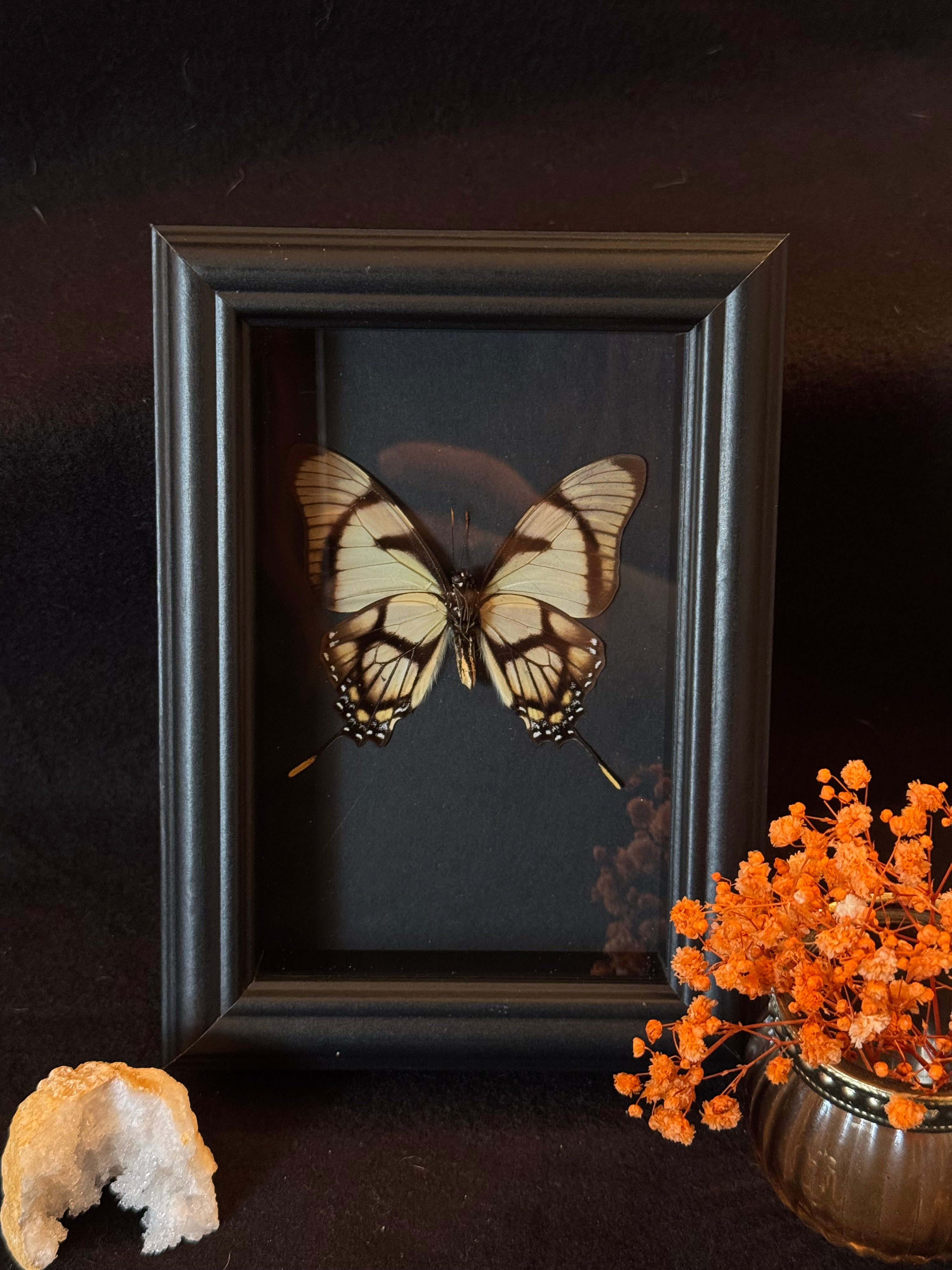 Cadre entomologique - Papillon Eurytides dolicaon