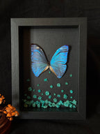 Cadre entomologique - papillon Morpho Marcus