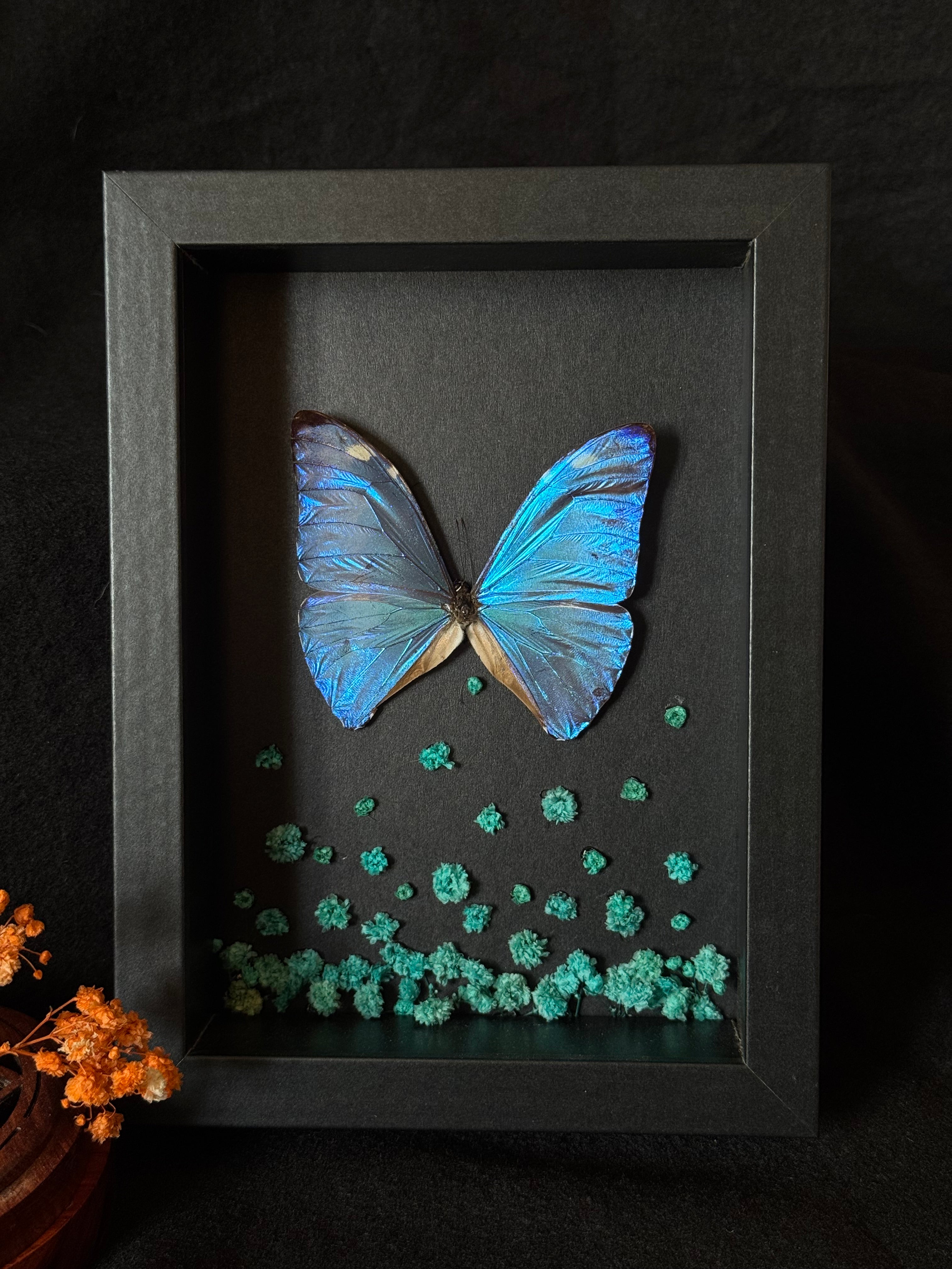 Cadre entomologique - papillon Morpho Marcus