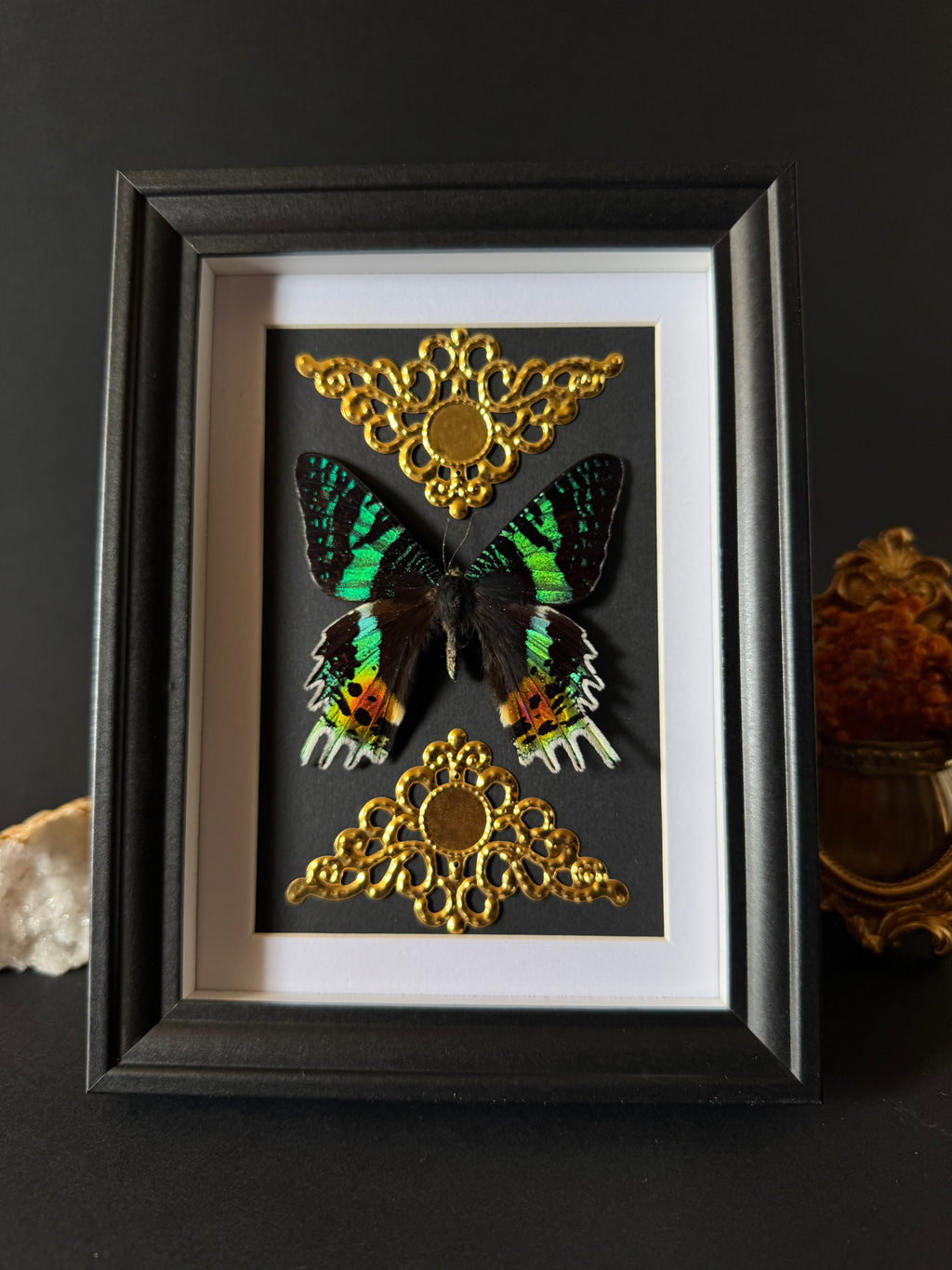 Cadre entomologique - Urania Ripheus