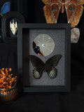Cadre entomologique - DUO PAPILIO MIROIR LUNE