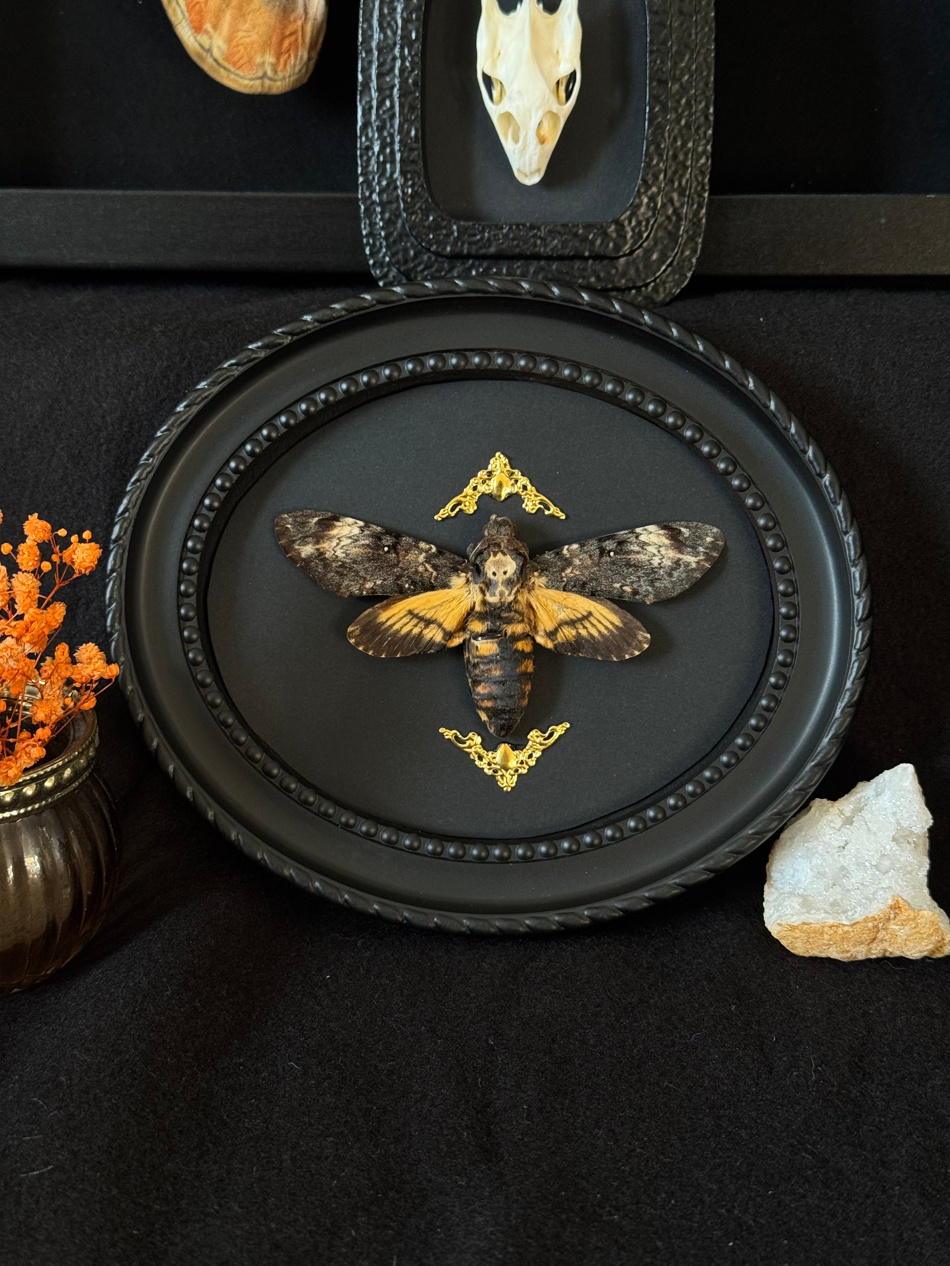 Cadre entomologique -Sphinx tête de mort