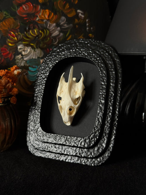 Cadre entomologique - Crâne Tortue / dragon