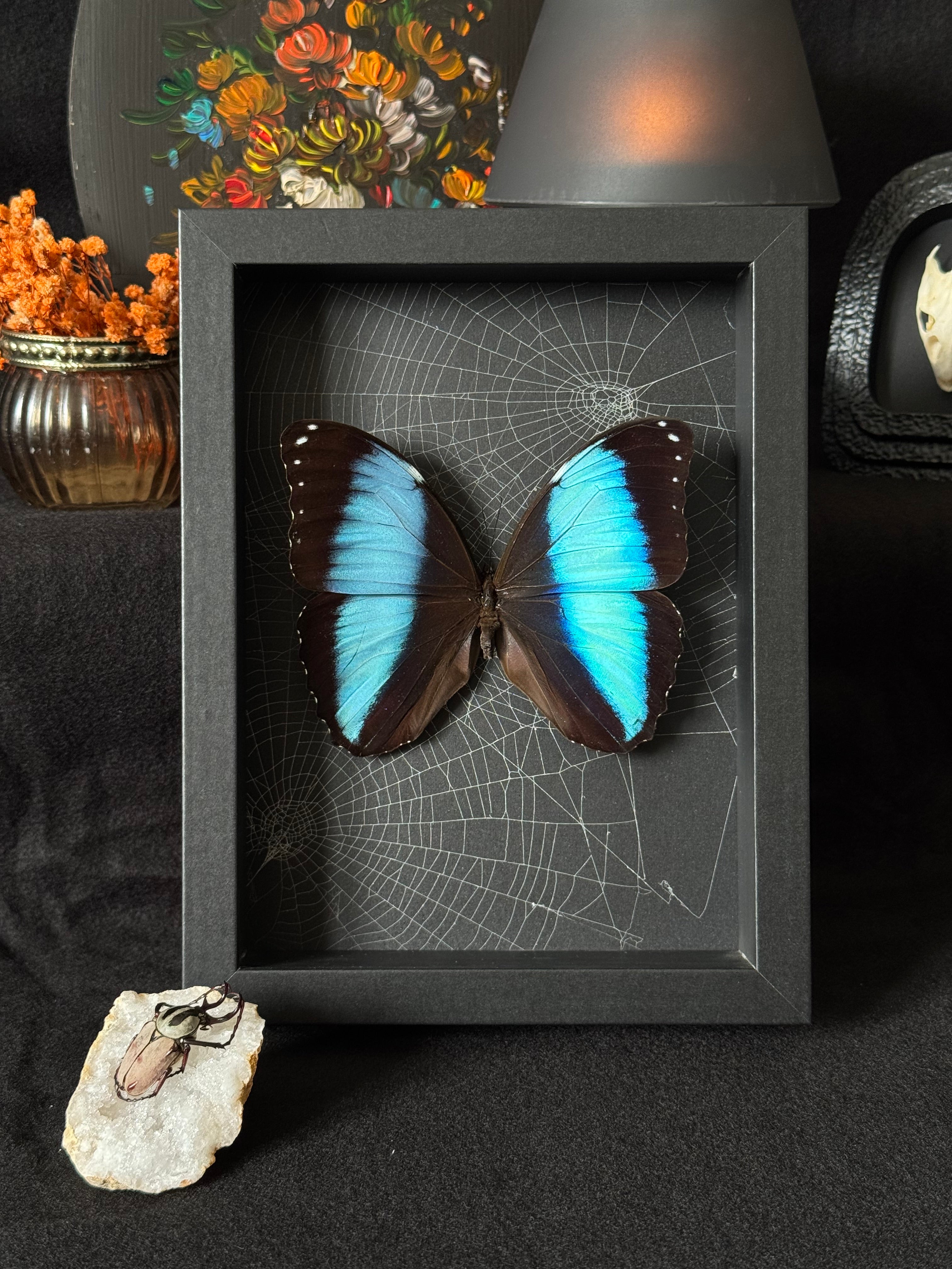 Cadre entomologique - Morpho achilles