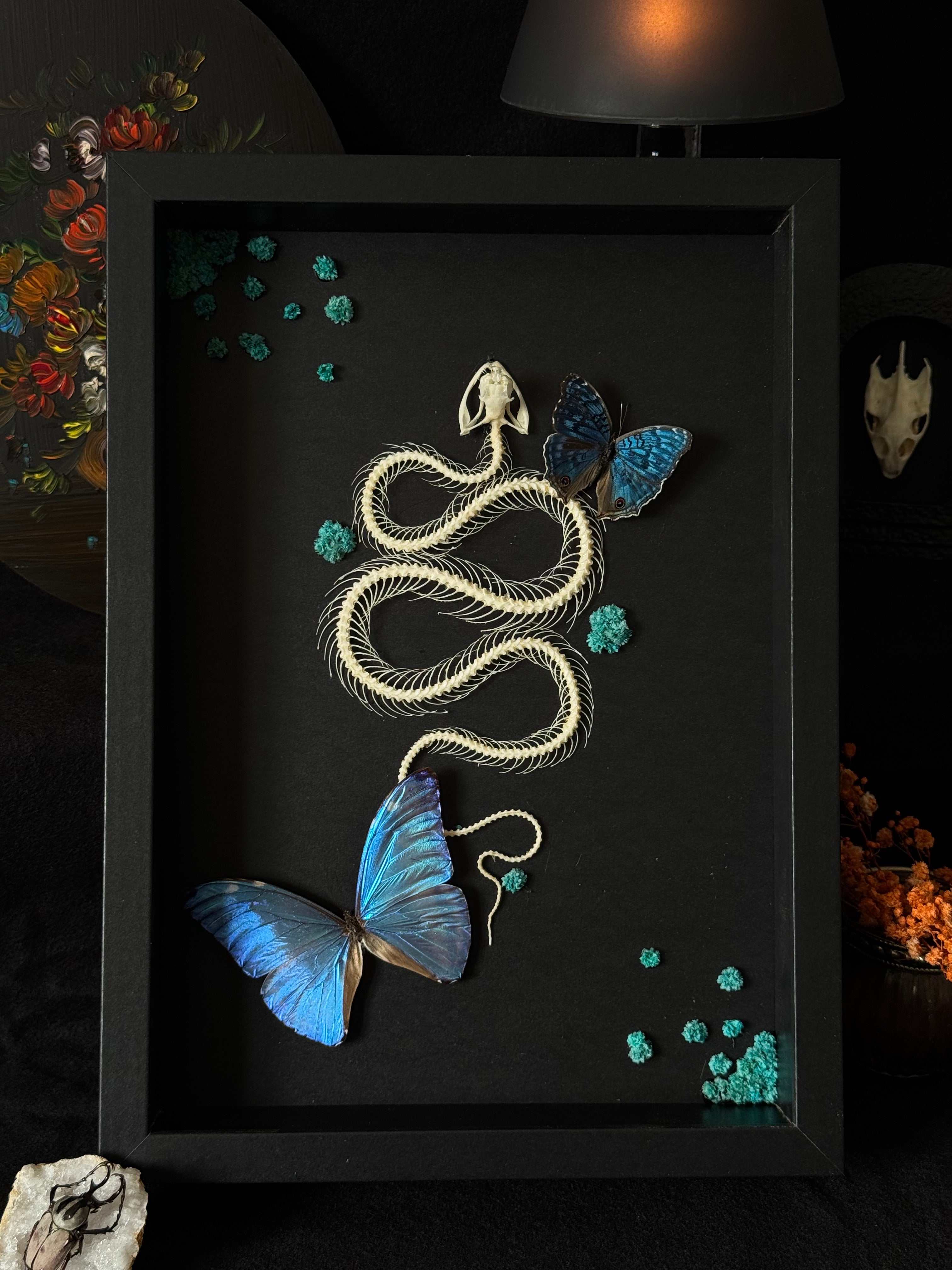 Cadre entomologique - snake