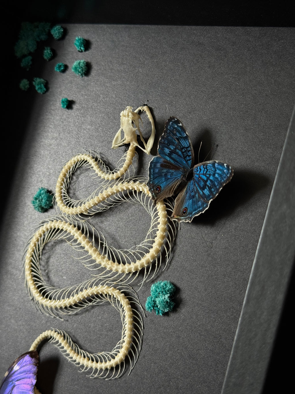 Cadre entomologique - snake