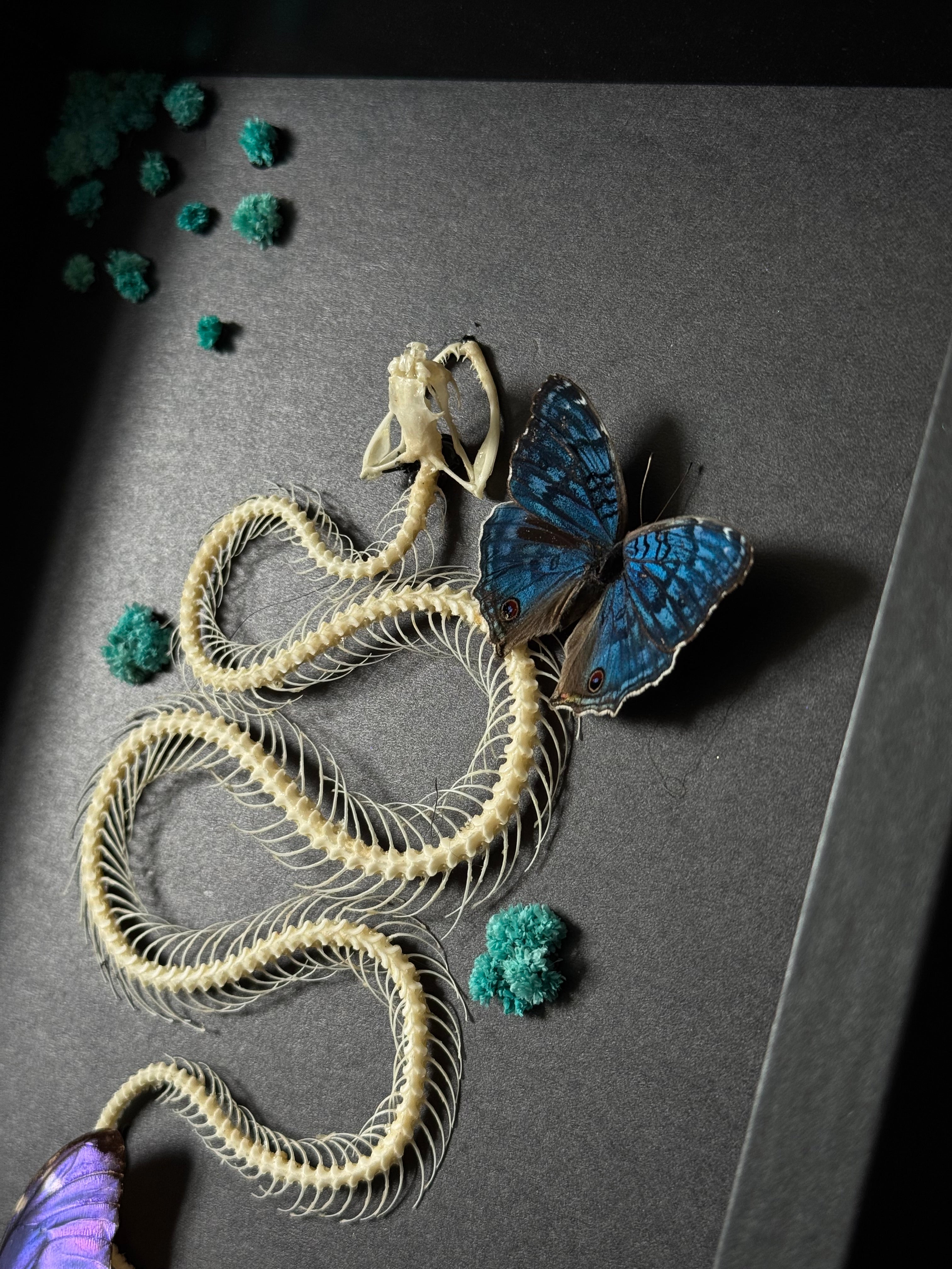 Cadre entomologique - snake