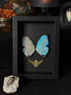 Cadre entomologique - morpho sulkowskyi