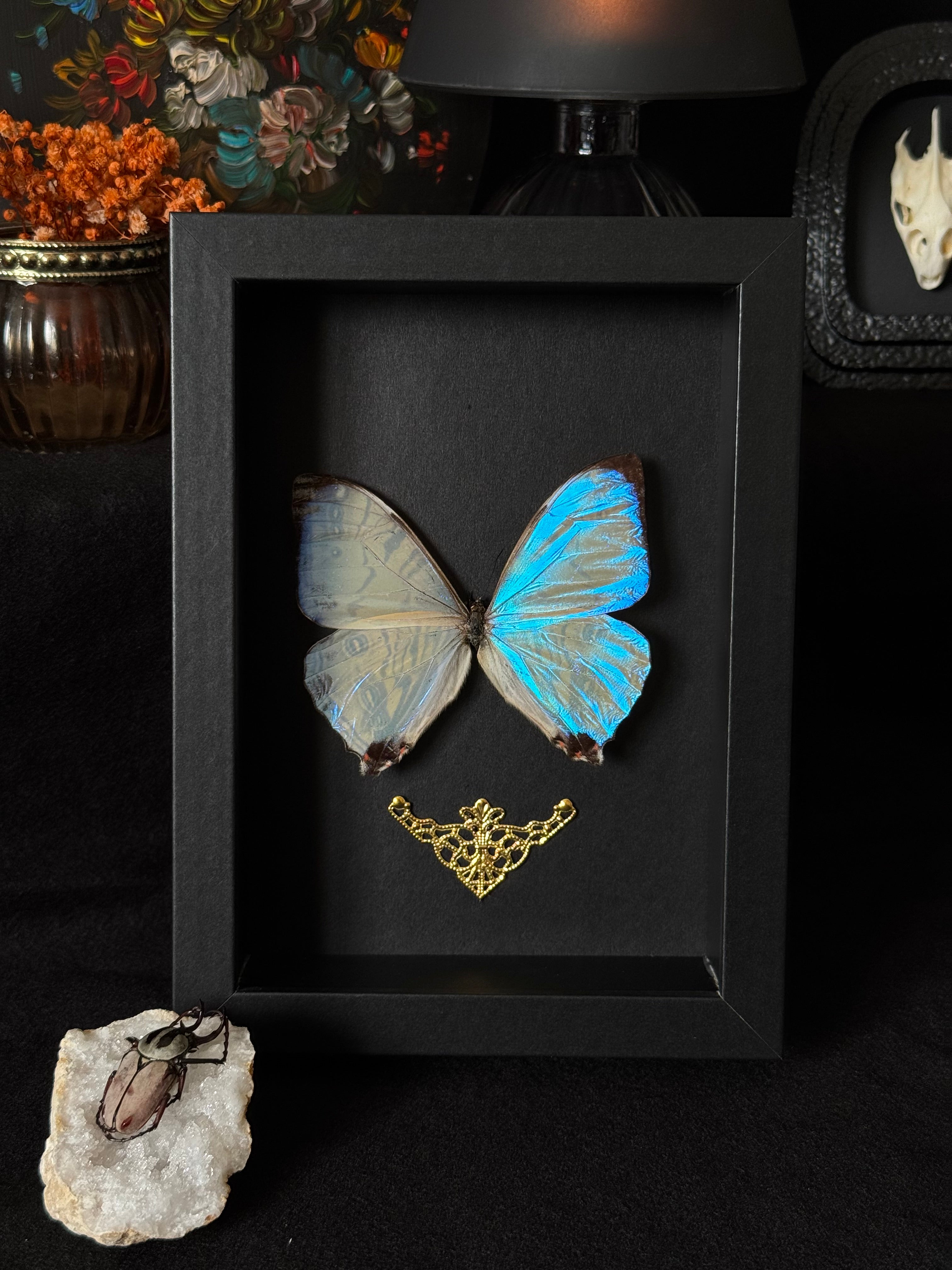 Cadre entomologique - morpho sulkowskyi