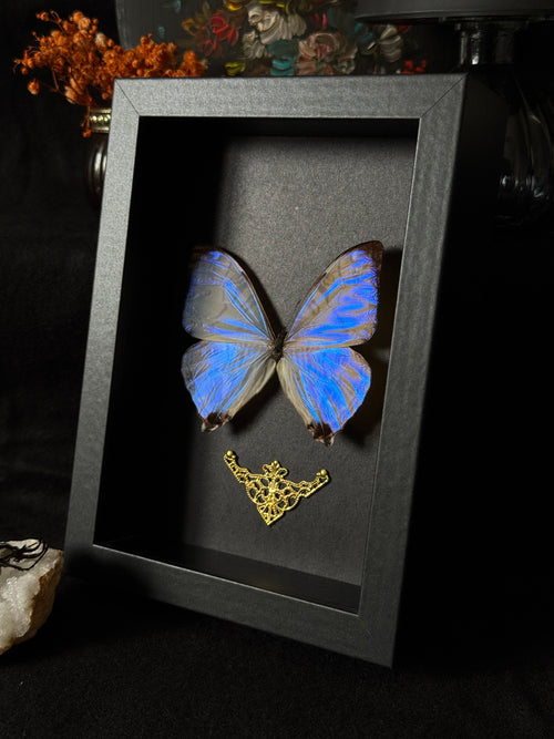 Cadre entomologique - morpho sulkowskyi