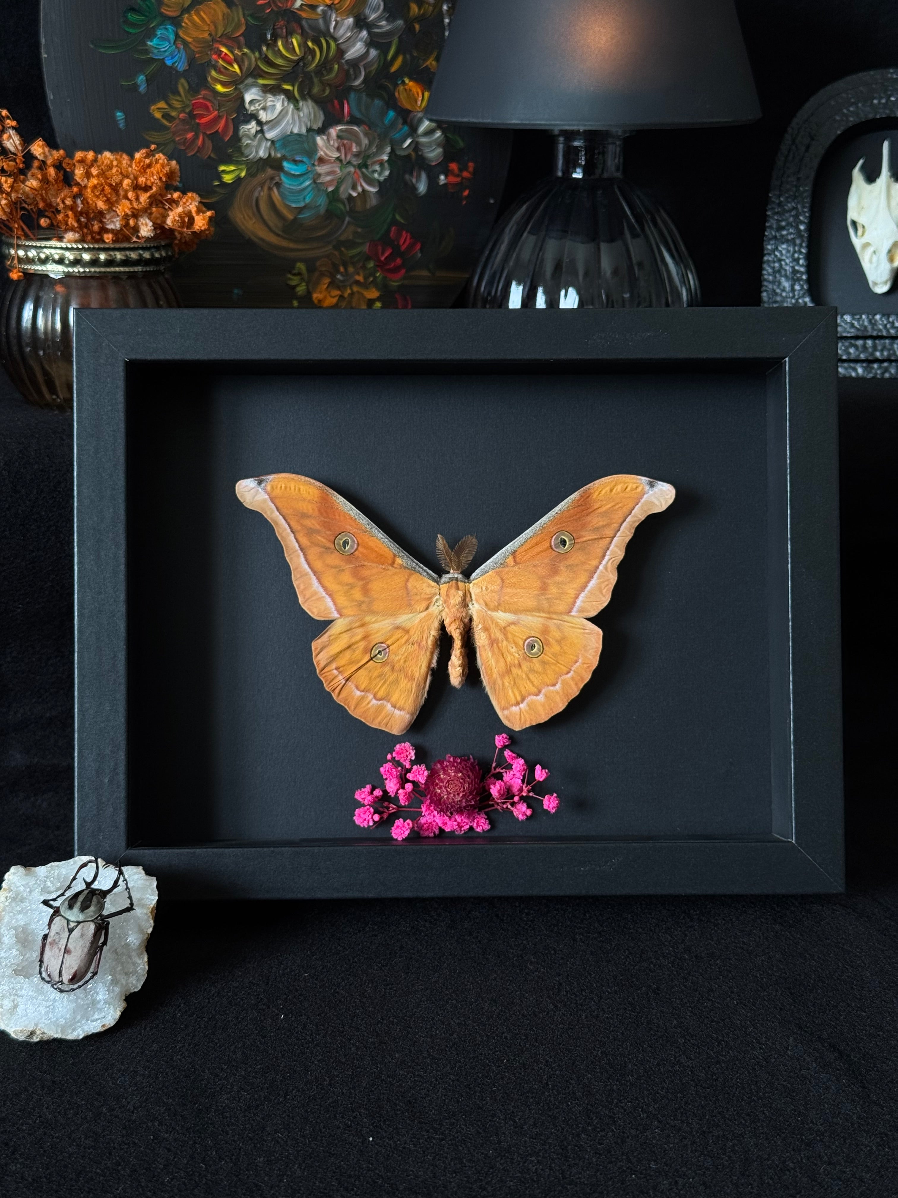 Cadre entomologique - Papillon Antheraea