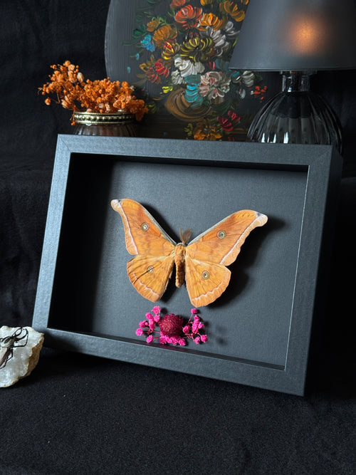 Cadre entomologique - Papillon Antheraea