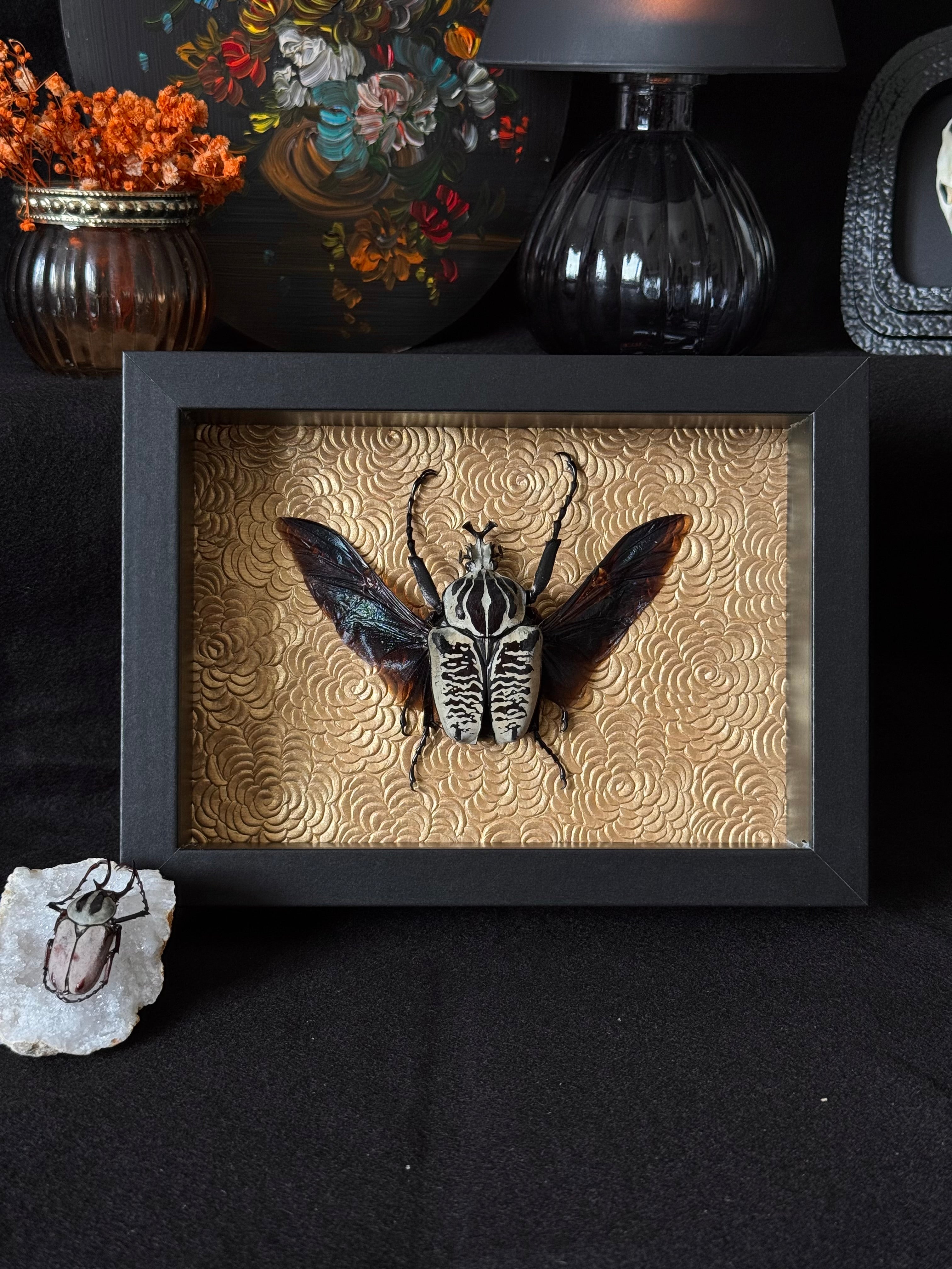 Cadre entomologique - Coléoptère Goliath, Goliathus