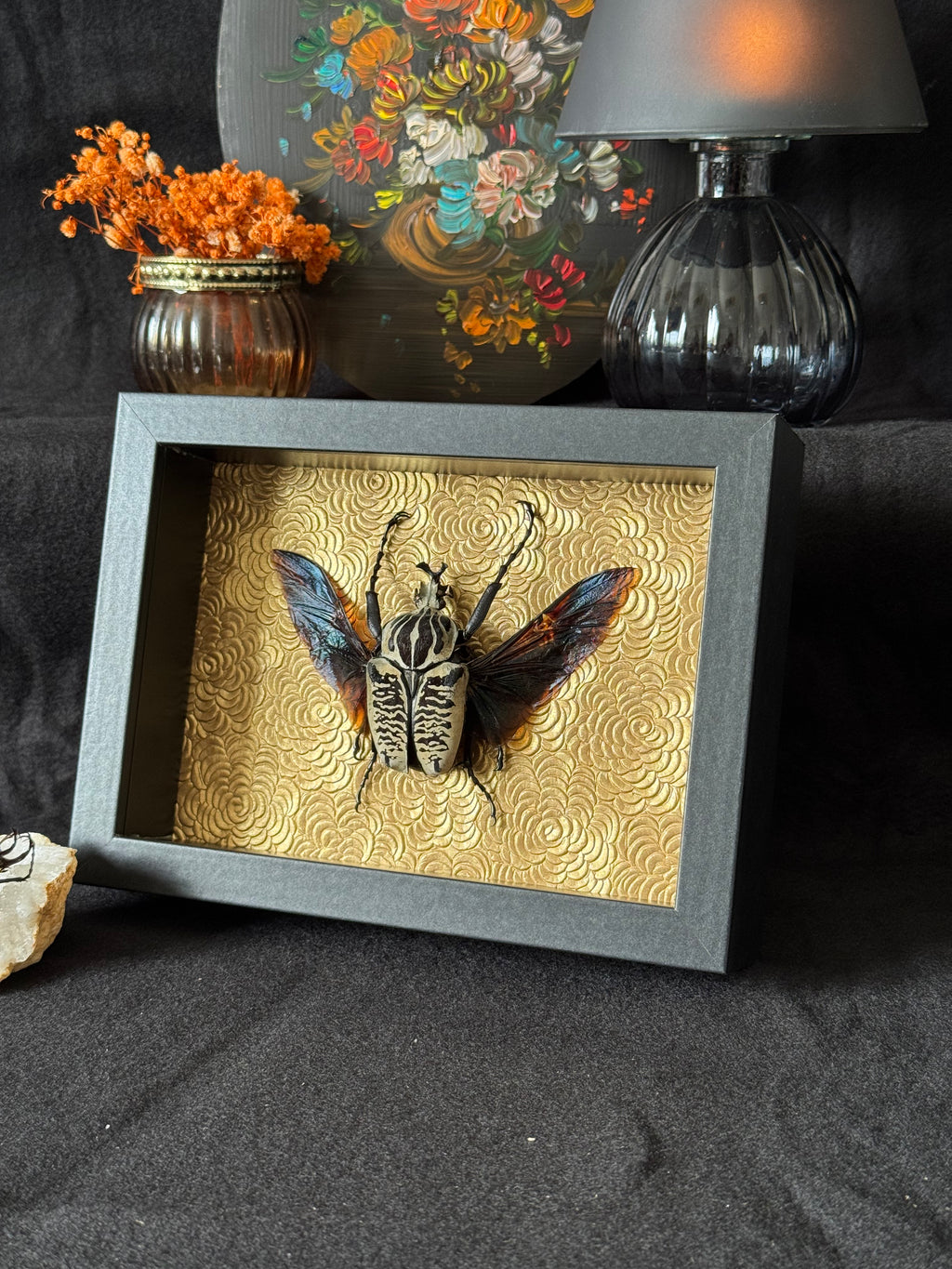 Cadre entomologique - Coléoptère Goliath, Goliathus