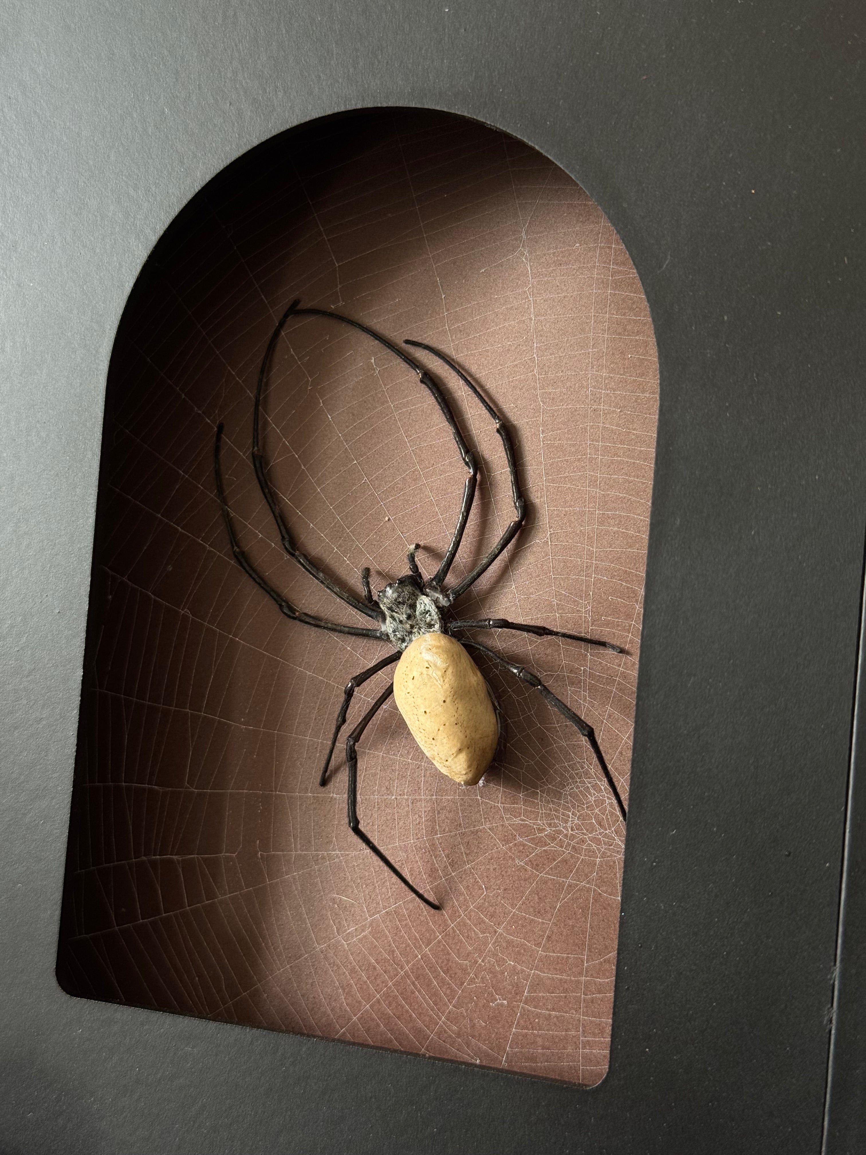 Cadre entomologique - araignée Nephila sur toile