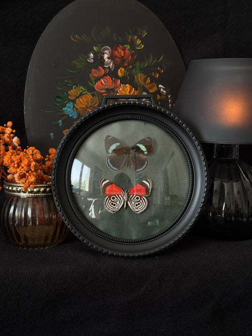 Cadre entomologique - duo papillon Diaethria verre bombé